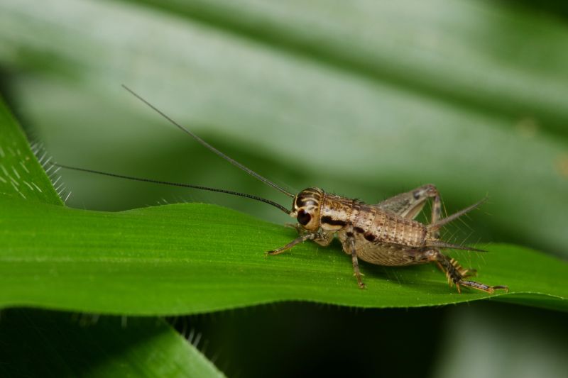 Cricket Pest Control Service