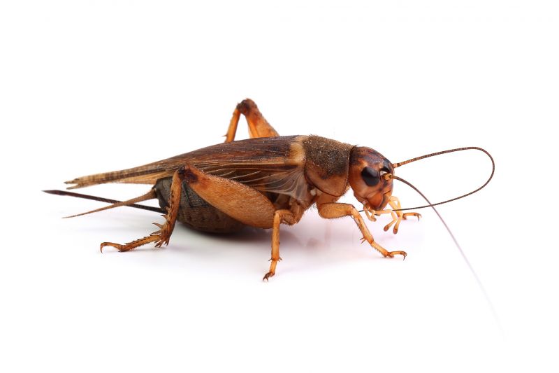 Cricket Pest Control Service