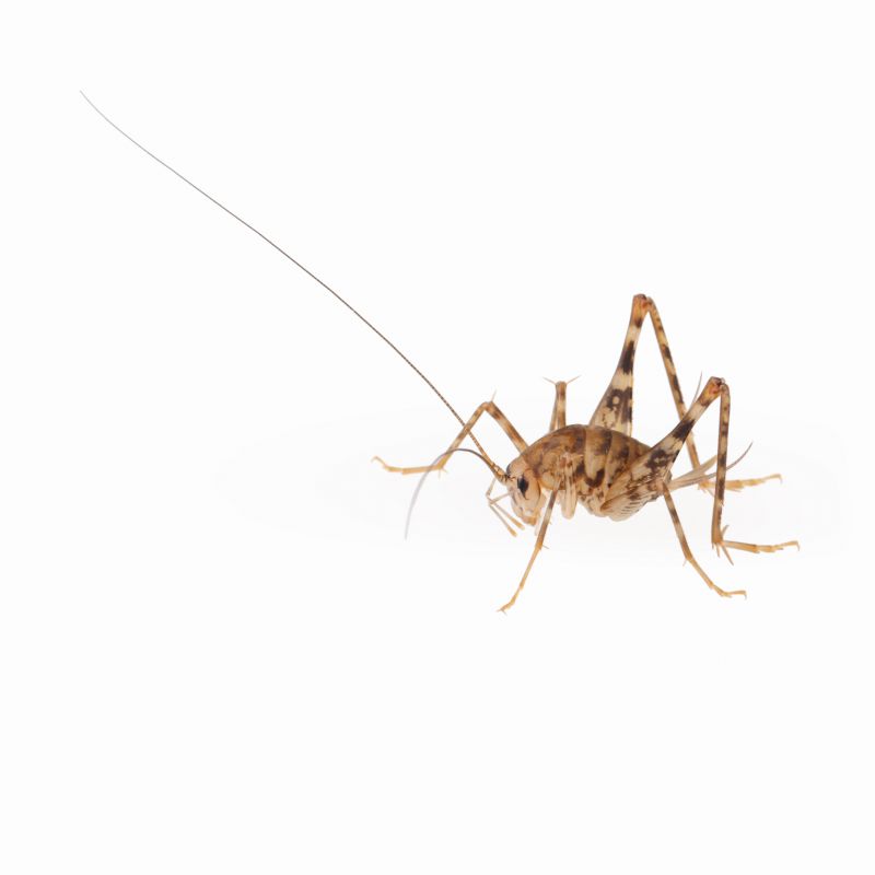 Cricket Pest Control Service