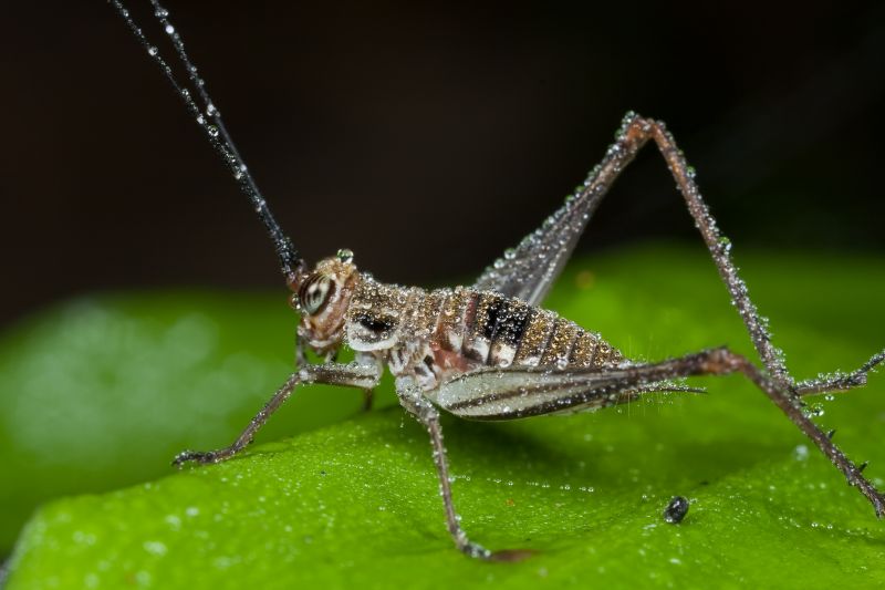 Cricket Pest Control Service detail