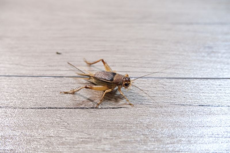 Seasonal Cricket Activity In Homes