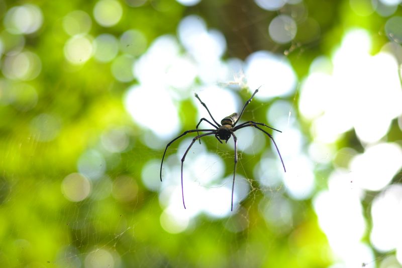 Spring Spider And Cricket Prevention Tips For Homeowners